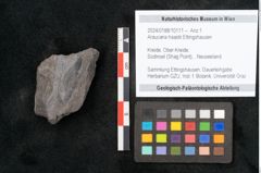 Foto (Objekt + Etikett) von Araucaria haastii Ettingshausen (NHMW-GEO-2024-0188-10111b)